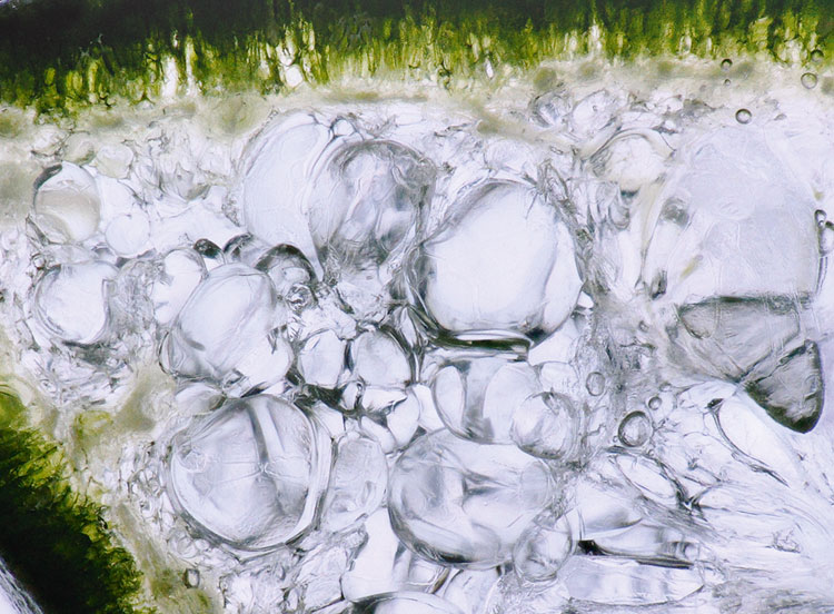 Agua celular de Edulis sowimage