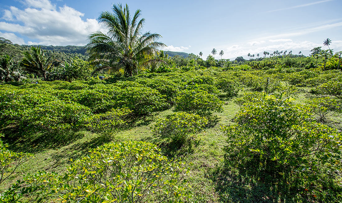 Campos de Monoï de Tahití sowimage
