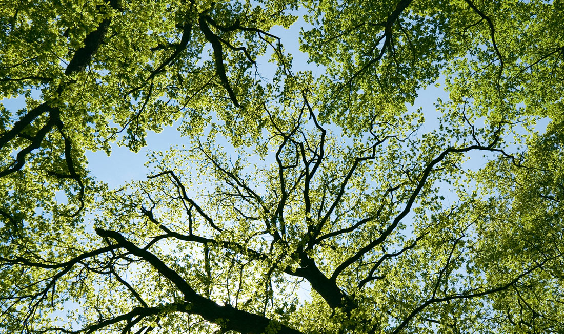 1812_Plantons_image3_1100x652