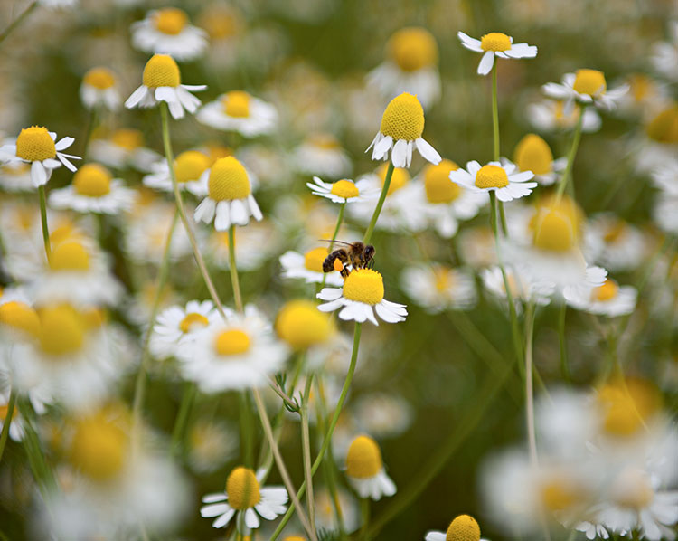 El poder de la Camomila Silvestre