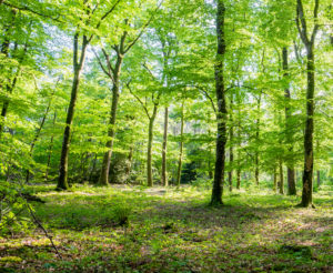 Bosque en La Gacilly, región Bretaña francesa