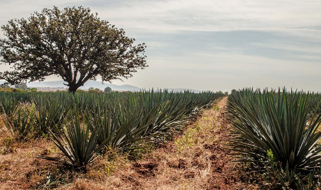 L’Agave, nouvelle plante star de nos soins capillaires - Yves Rocher
