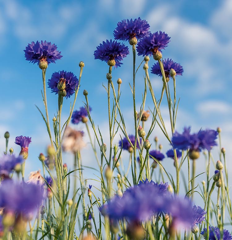 Сохранение биоразнообразия