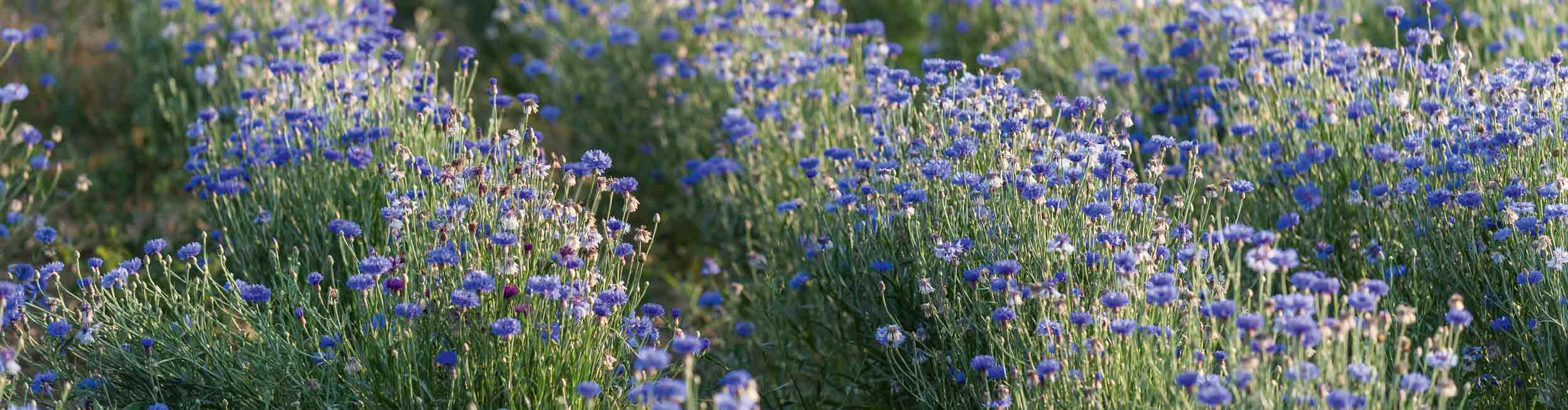 Champs de Bleuet