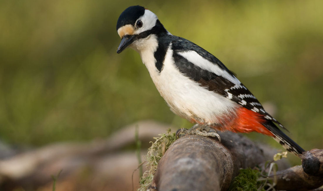 1708_Echapees-nature_Image3_1100x652 Oiseau