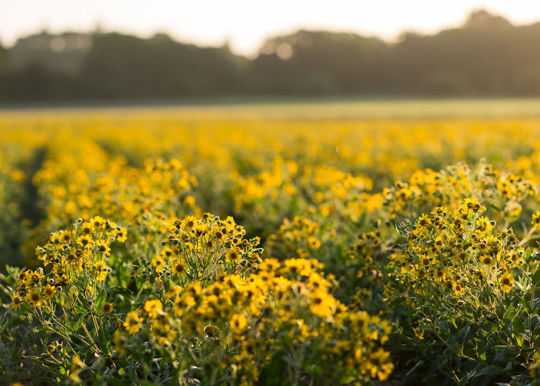 1802_arnica_Image1_1052x752