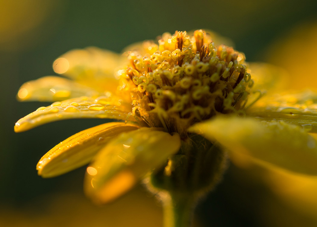 1802_arnica_Image3_1052x752