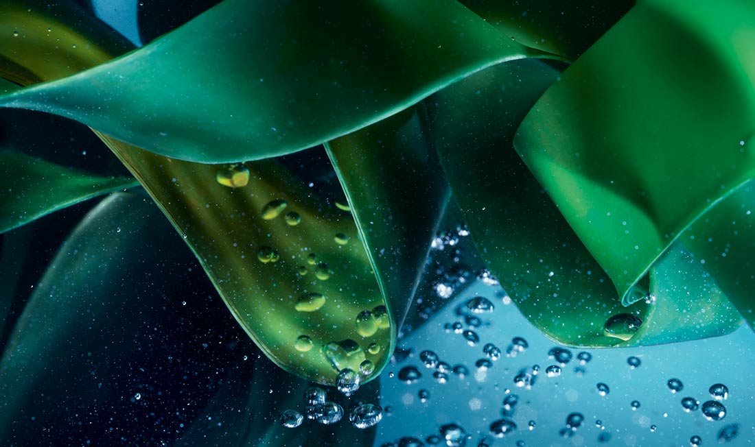 De microalg onder water, op een blauwe achtergrond met luchtbellen