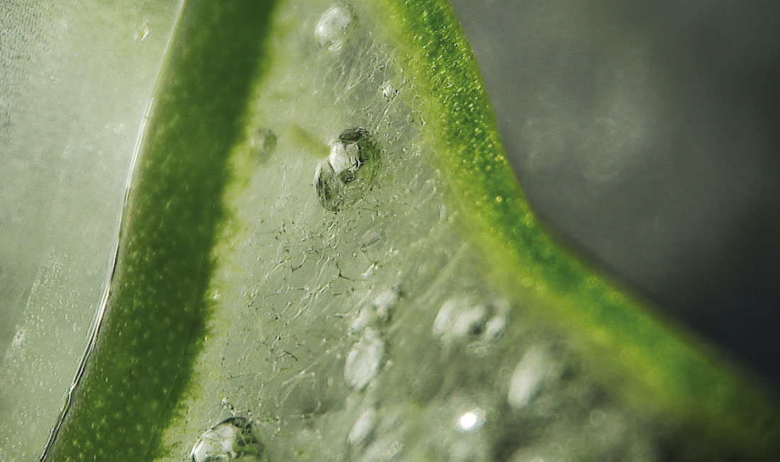 Närbild av ett blad med vattendroppar på 