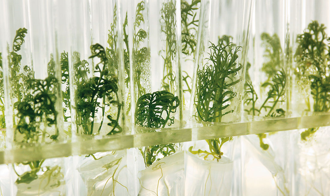 Bild på gröna växter i provrör med vatten