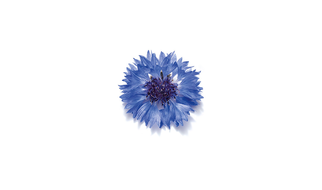 Fleur Bleuet Yves Rocher