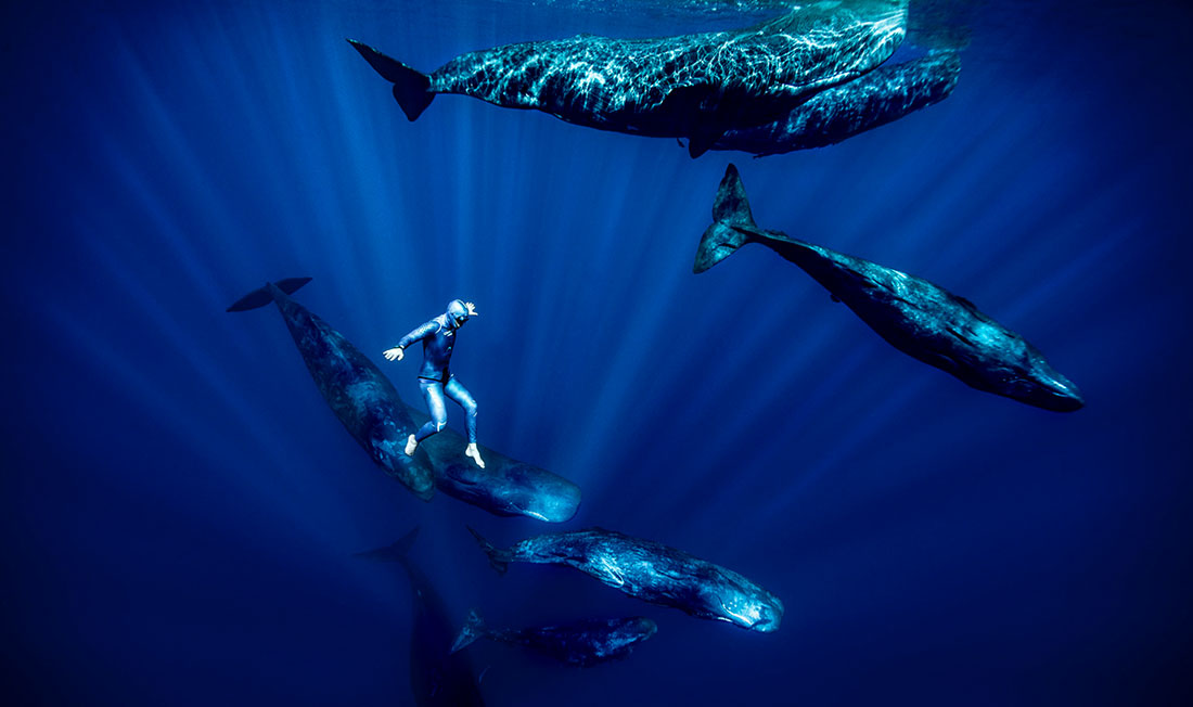 Baleine