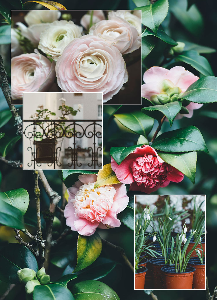 1802_plantes-hiver_Image5_750x1036.psd sowimage