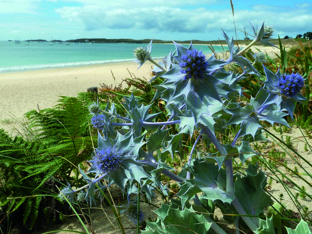 143961-L’ETOILE DES DUNES sowimage