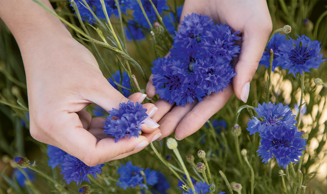 Le Bleuet, fleur emblématique d'Yves Rocher