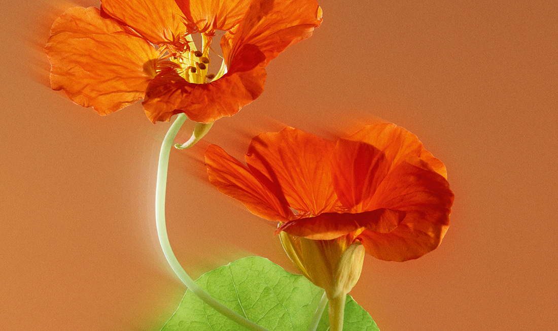 fleurs de capucine version flou par yves rocher