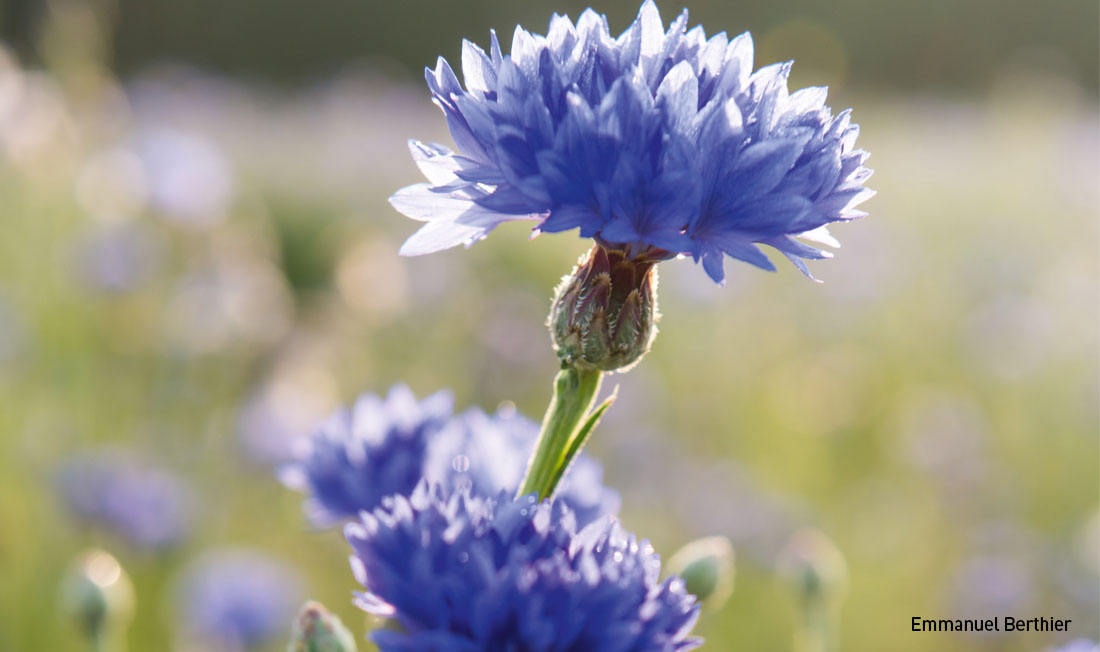 Bleuet - cornflower  Blue flowers, Flowers, Plants