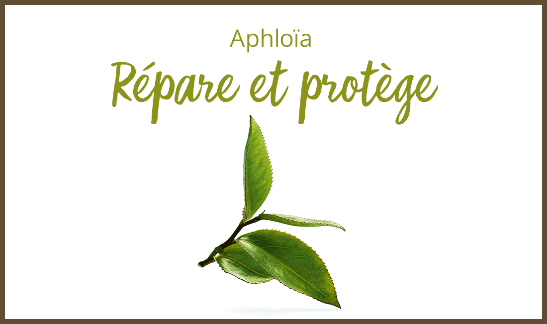 Aphloia répare et protège Yves Rocher