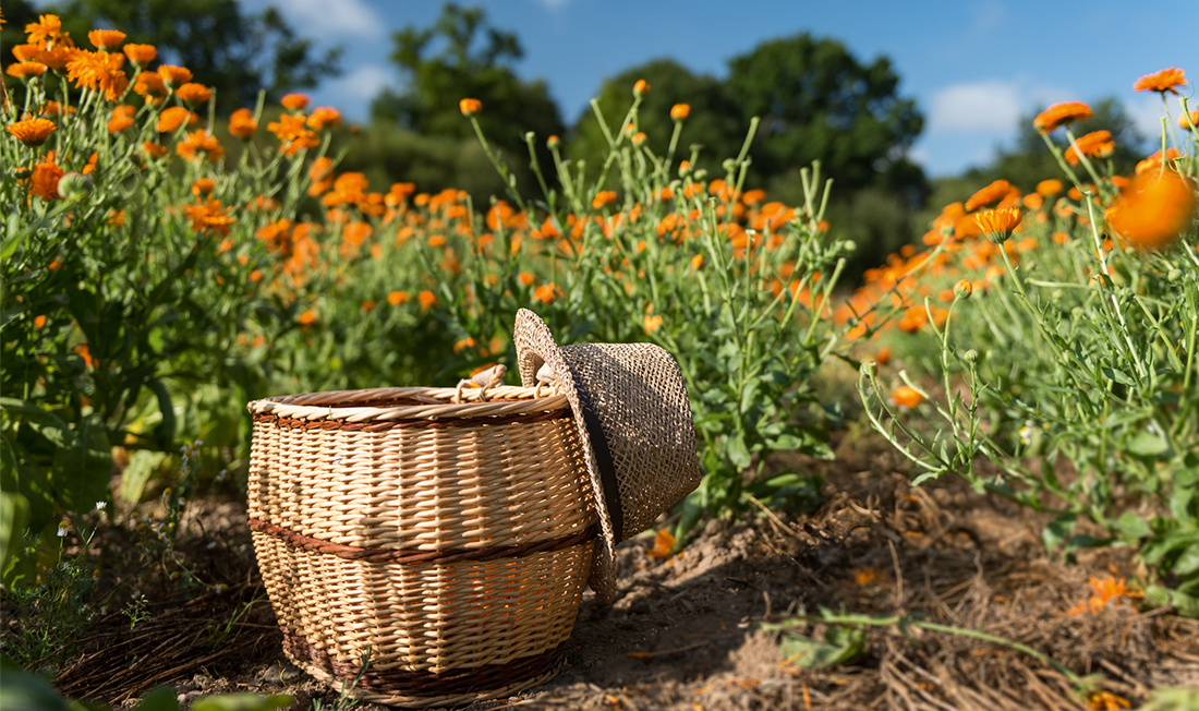 champ de calendula sous un ciel bleu par yves rocher